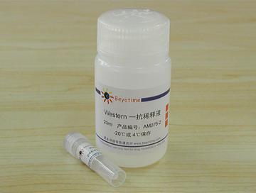 p44/42 MAPK抗体(兔多抗)